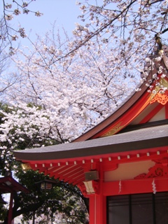 Impressionen der japanischen Kirschblte in Kakamigahara. Foto: Geiger